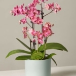 the-sill_fushia-orchid_variant_small_prospect_mint_1080x