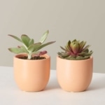the-sill_kalanchoe-flapjack-succulent-duo_variant_x-small_grant_blush_1080x