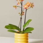 the-sill_petite-sunset-orchid_variant_x-small_dolores_mustard_1080x