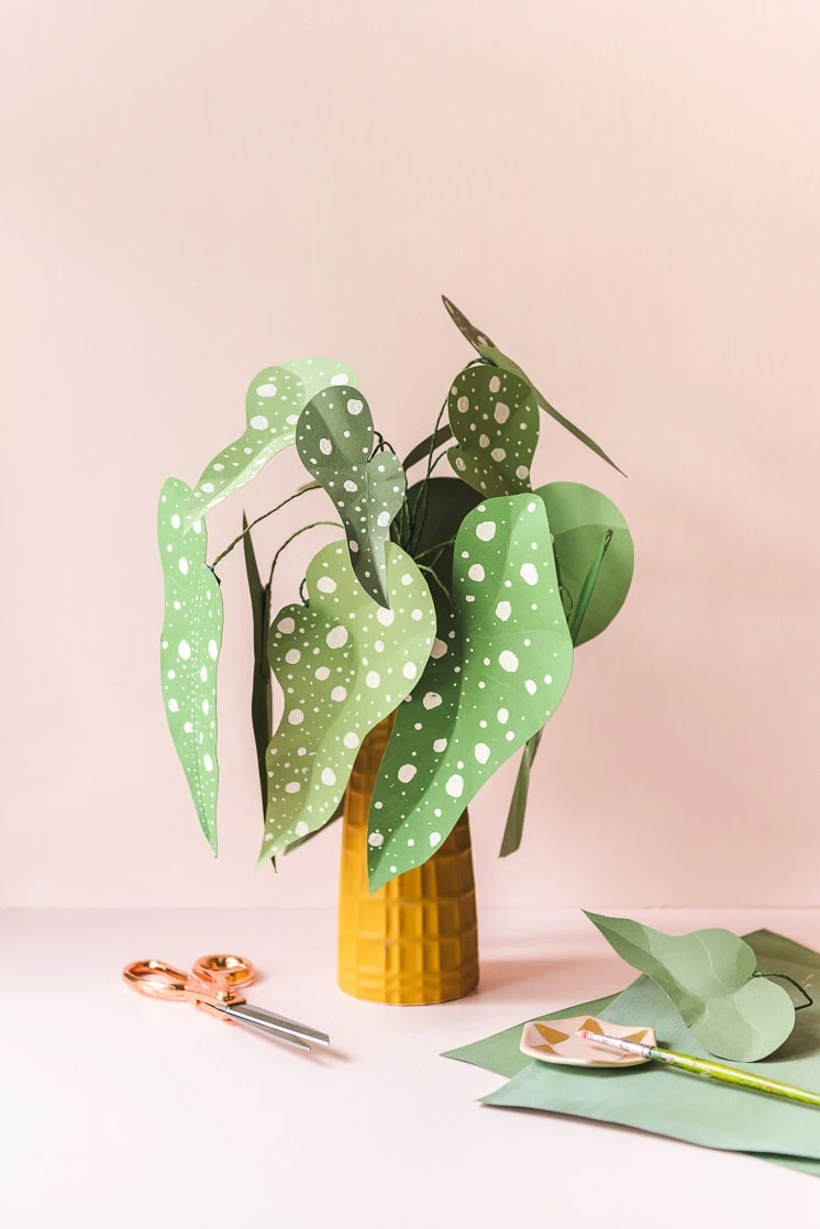 Polka Dot Plant – Begonia Maculata (1 of 9)