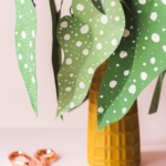 Polka Dot Plant – Begonia Maculata (4 of 9)