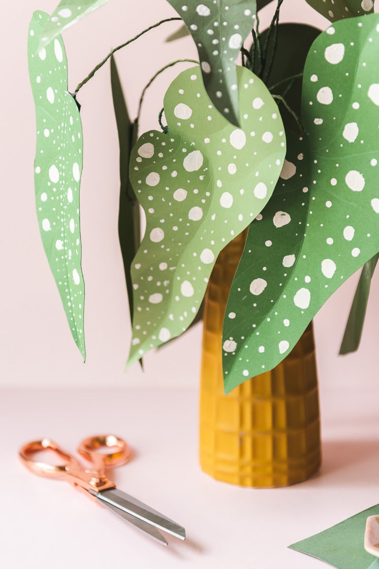 How to take care of a polka dot plant