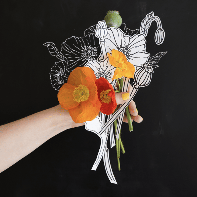 A hand reaches into frame holding orange, red, and yellow poppies and some drawings of poppies. The background is black with a white line drawing of a poppy.