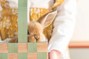 a wheat-colored rabbit peeks over the top of a paper Easter basket