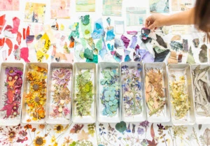 Tricia Paoluccio picks up a pressed flower from color coded trays in a light-filled room
