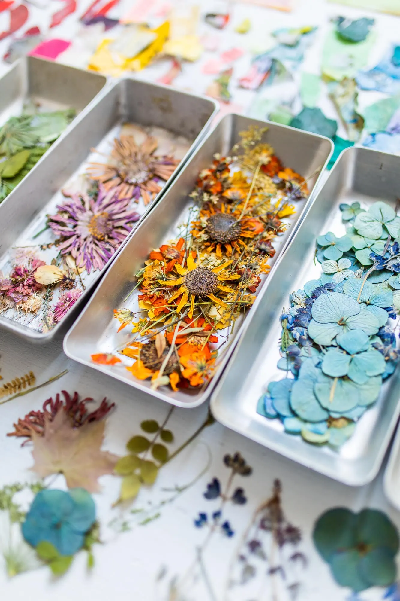 Color-coded trays of pink, orange, and blue pressed flowers