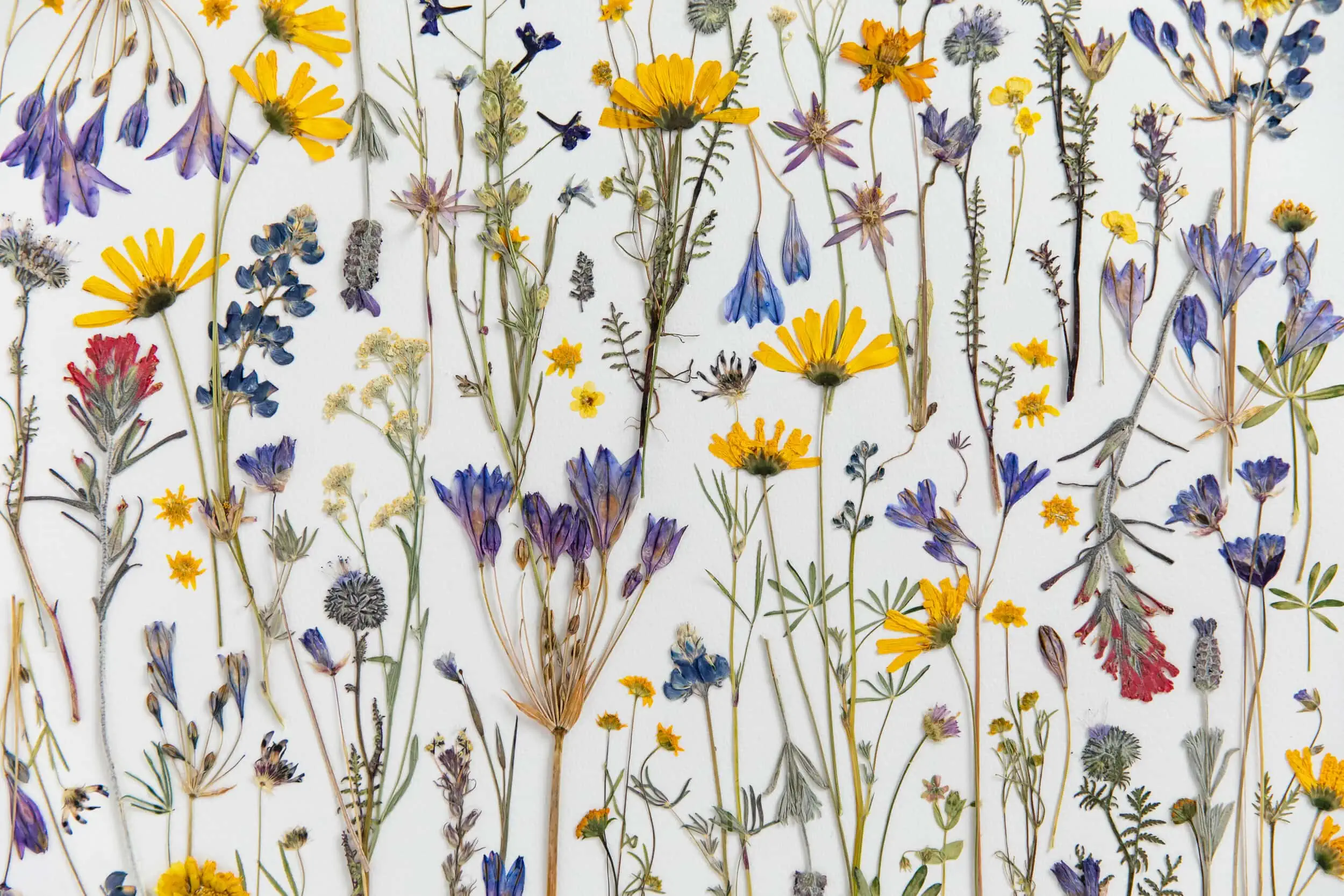 Yellow, purple, and red pressed flowers on a white background