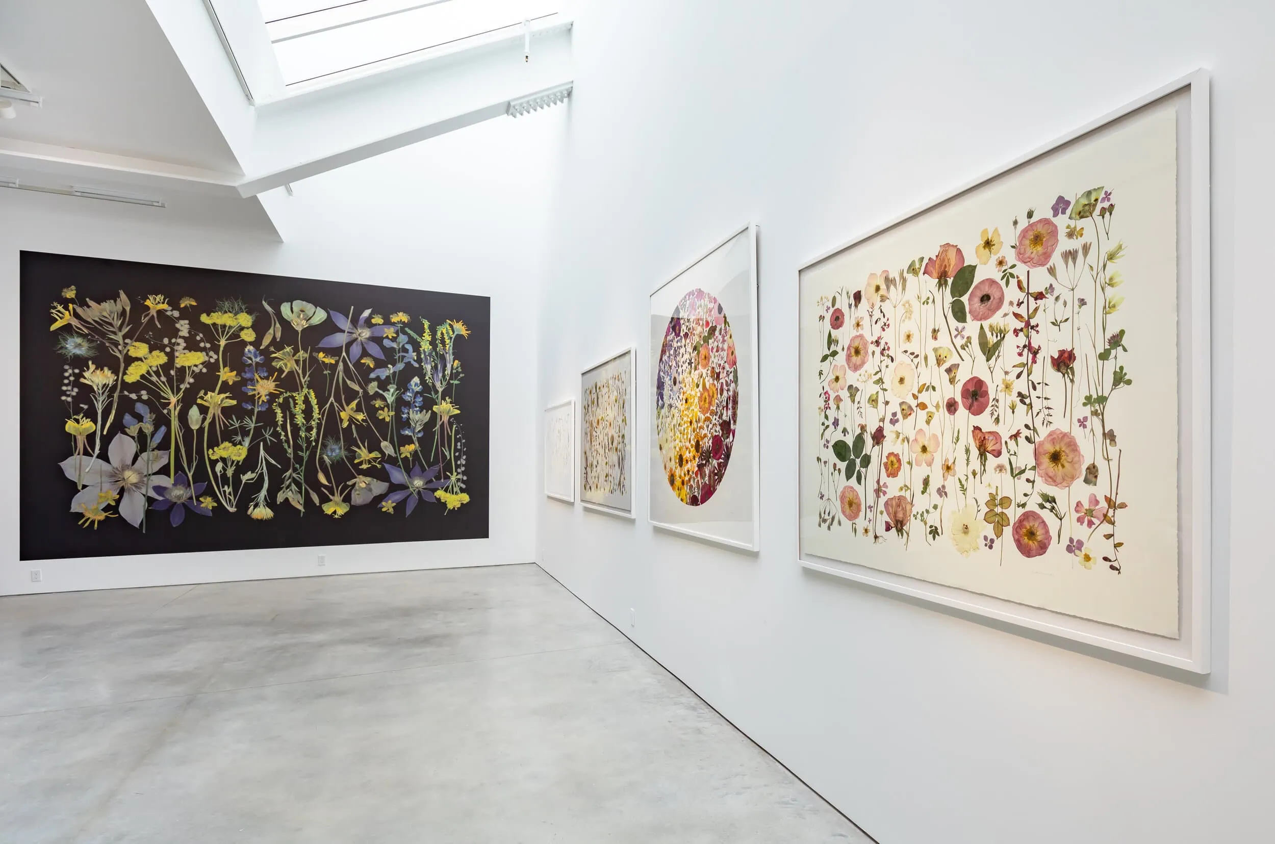 Installation shot of large botanical floral prints in a gallery