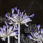 agapanthus-for-insta