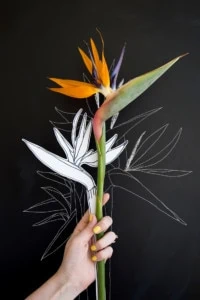A hand holds a bird of paradise stem and a cutout bird of paradise against a black background.