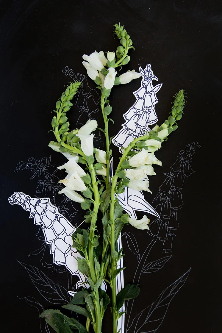Floxgloves and drawings of foxgloves against a black backdrop