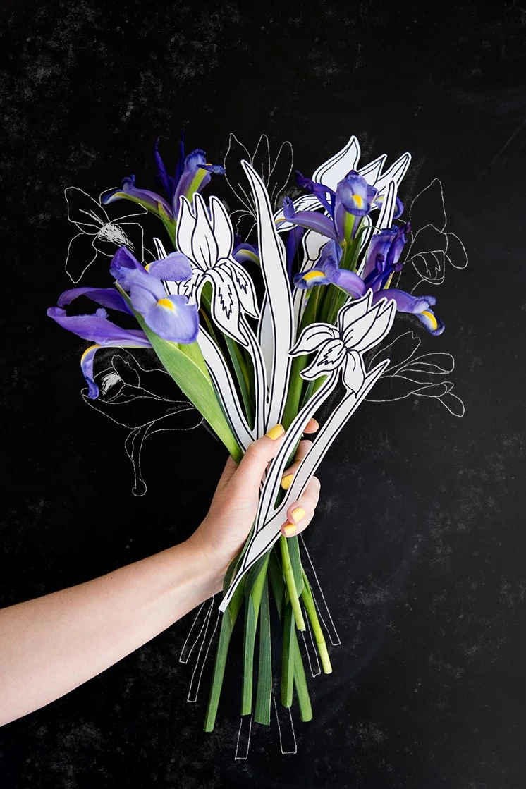 A hand holds a bouquet of irises with some drawings of irises against a black backdrop.