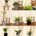pre-potted plants