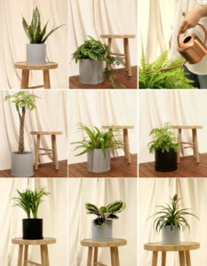 pre-potted plants Tranquility