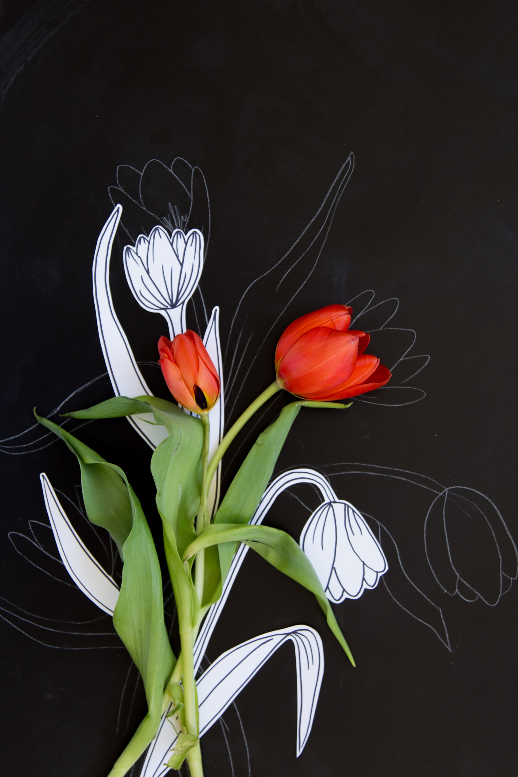 A few red tulips and cutout drawings of tulips against a black background.